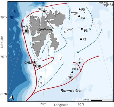 Chemosynthetic and photosynthetic trophic support from cold seeps in Arctic benthic communities